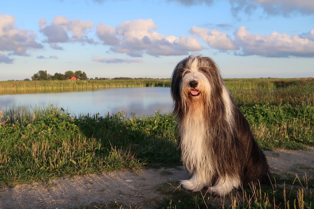 Collie barbudo Collie barbudo