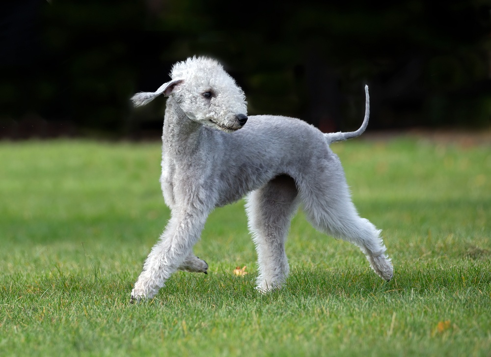 Bedlington Terrier Bedlington Terrier