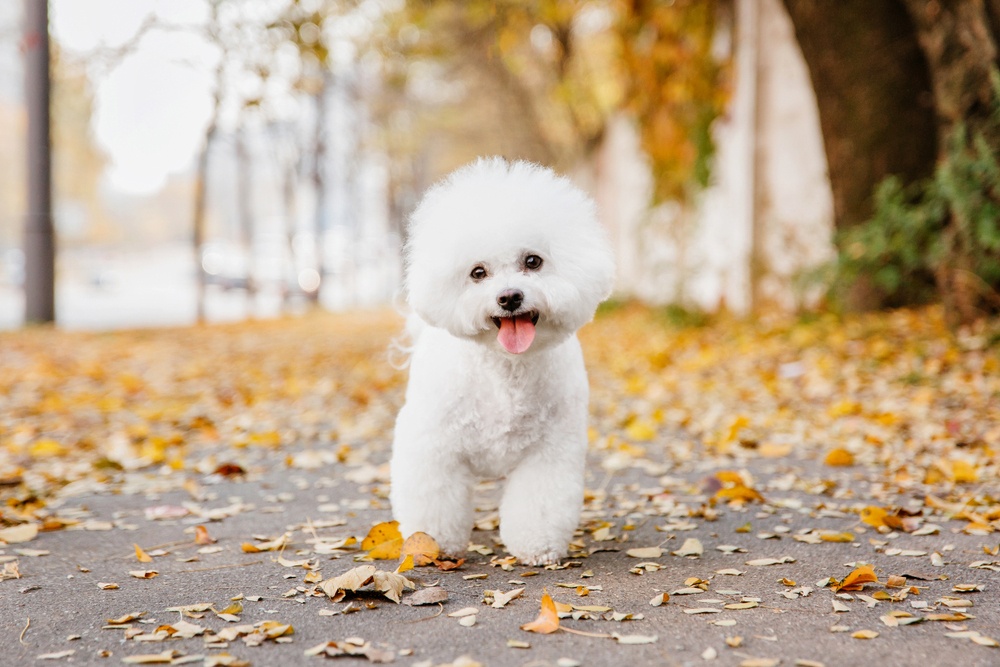 Bichón Frisé Bichón Frisé