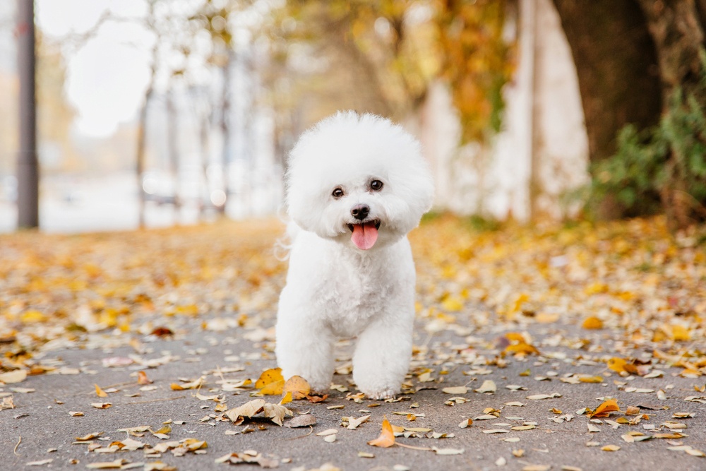 Leo: Bichón Frisé