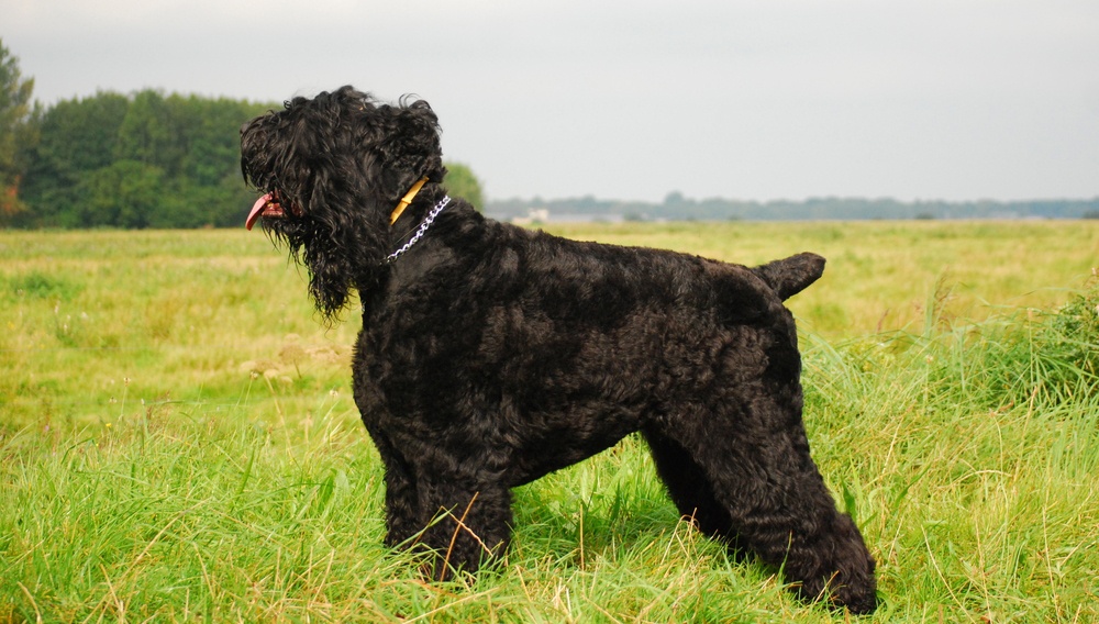 Terrier ruso negro Terrier ruso negro