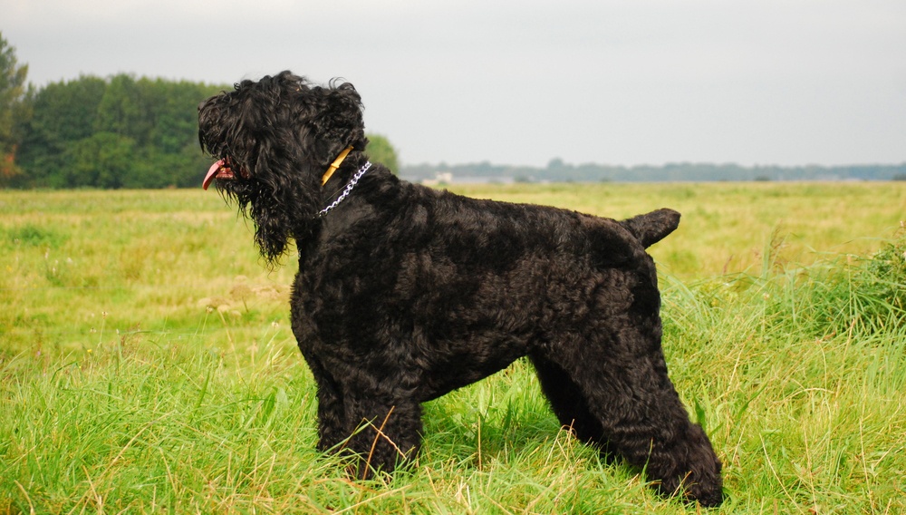 Terrier ruso negro