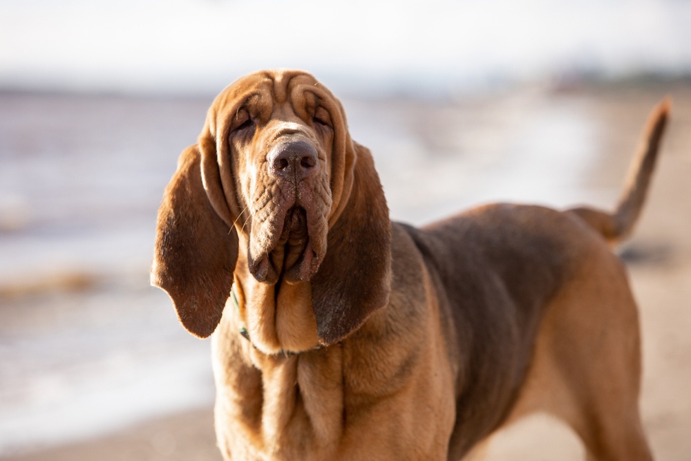 Virgo: Perro de San Huberto o Bloodhound
