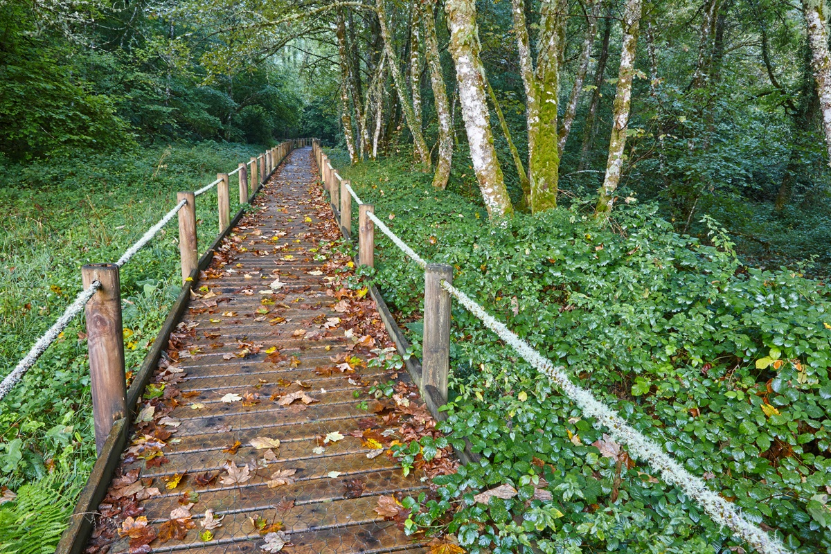 Bosque de Muniellos, Asturias Bosque de Muniellos, Asturias