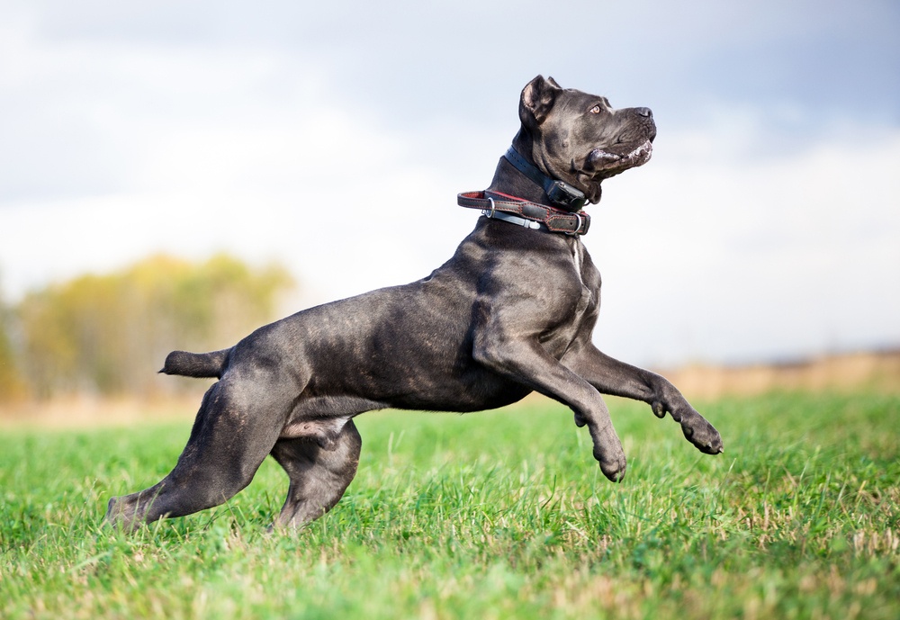 Cane Corso Cane Corso