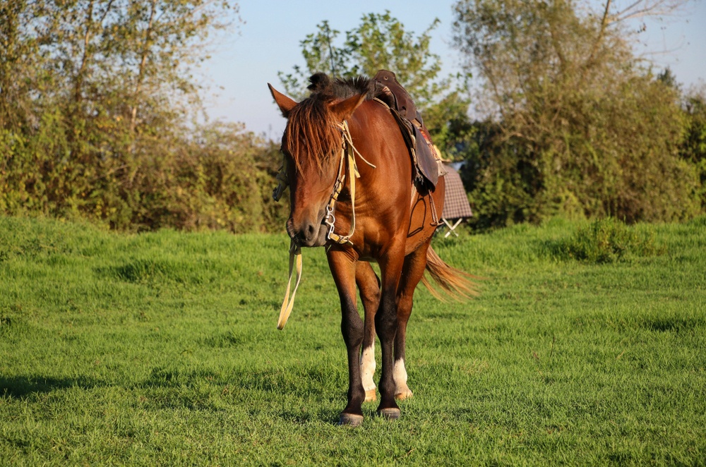 Caspio Caballo Caspio Caballo