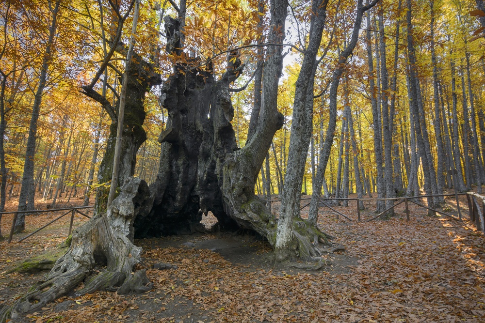 Castañar de El Tiemblo, Ávila Castañar de El Tiemblo, Ávila