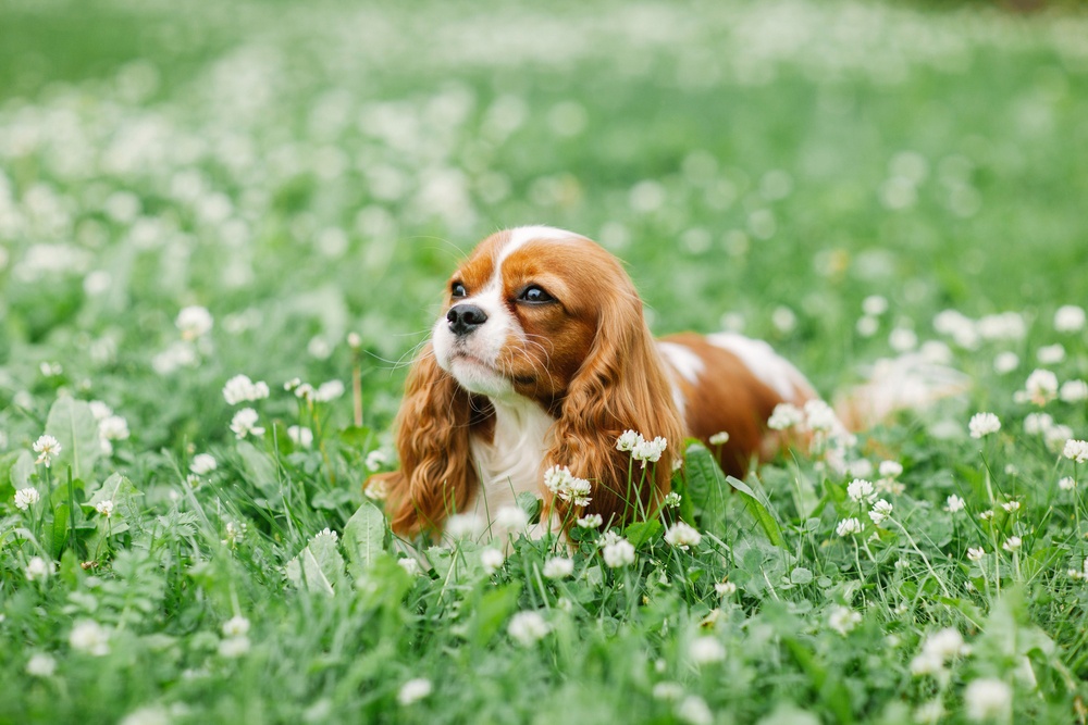 Cavalier King Charles Spaniel Cavalier King Charles Spaniel