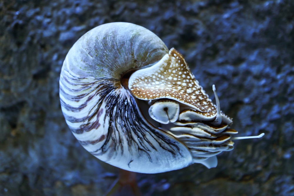 Nautilus Nautilus
