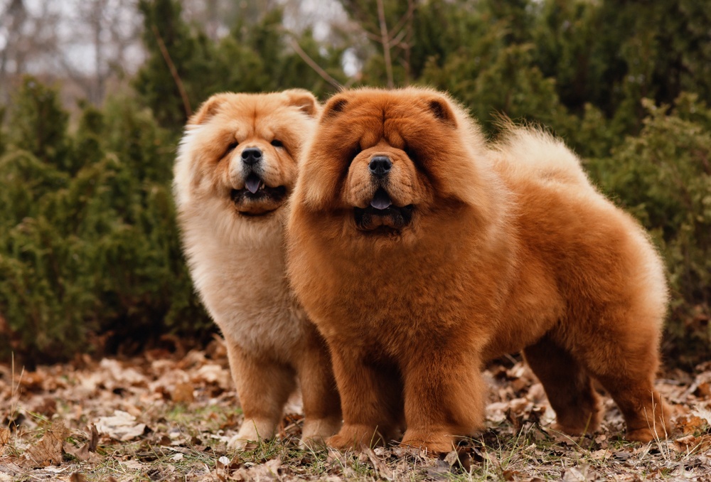 Cáncer: Chow Chow