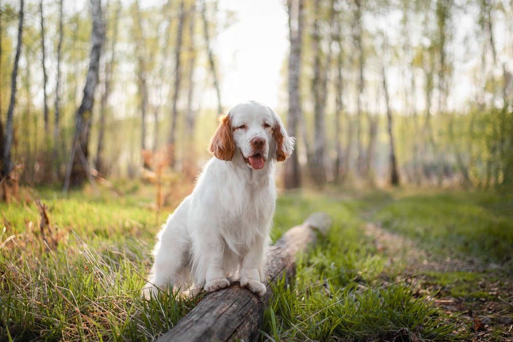 Clumber Spaniel Clumber Spaniel