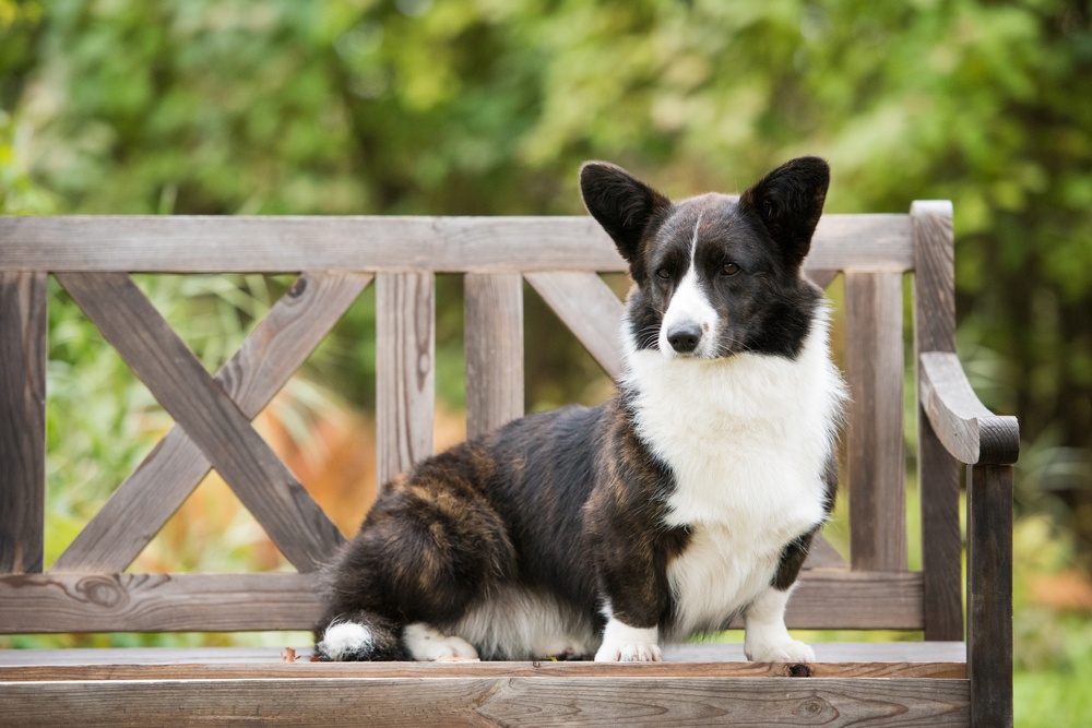 Corgi galleys en un cárdigan