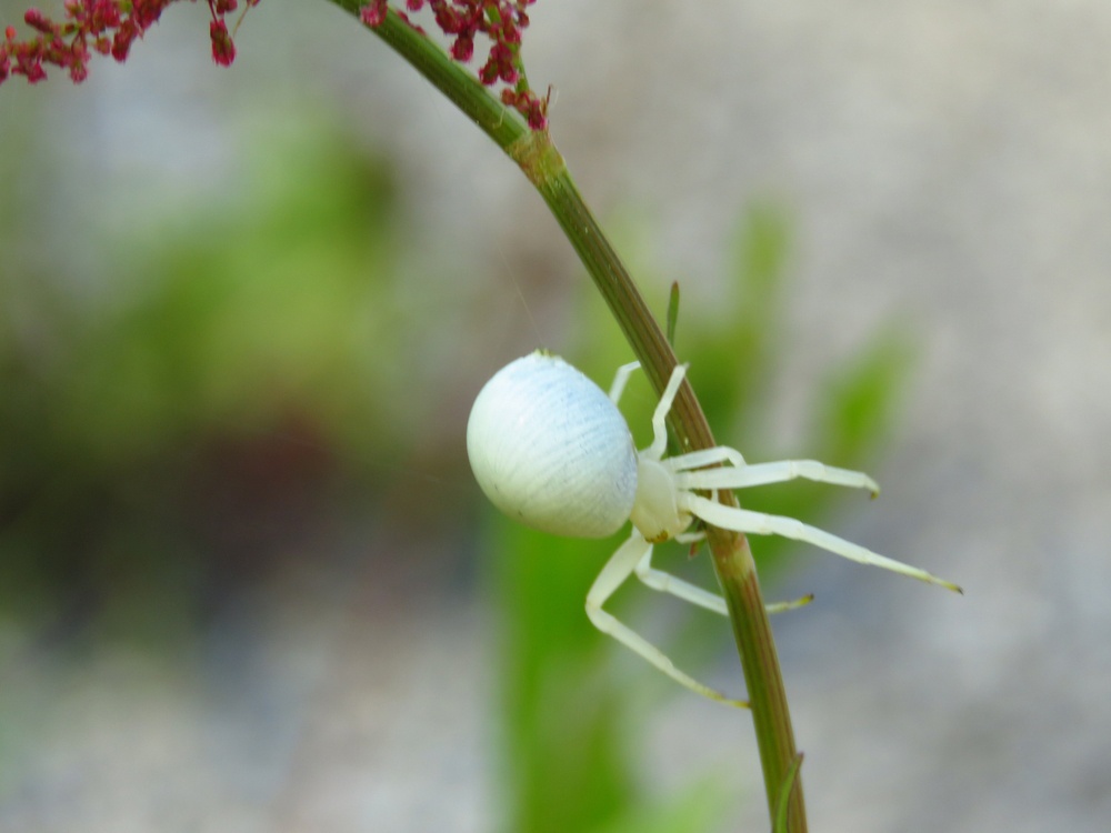 Araña cangrejo