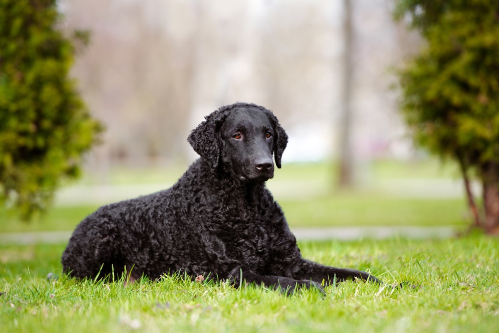 Retriever rayado Retriever rayado