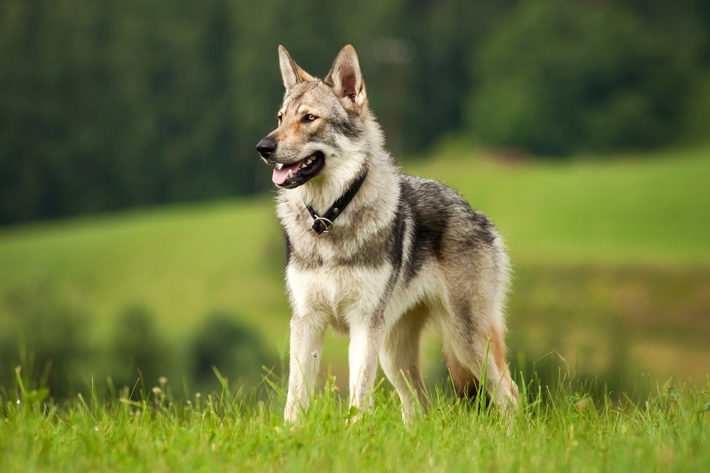 Perro lobo checoslovaco Perro lobo checoslovaco