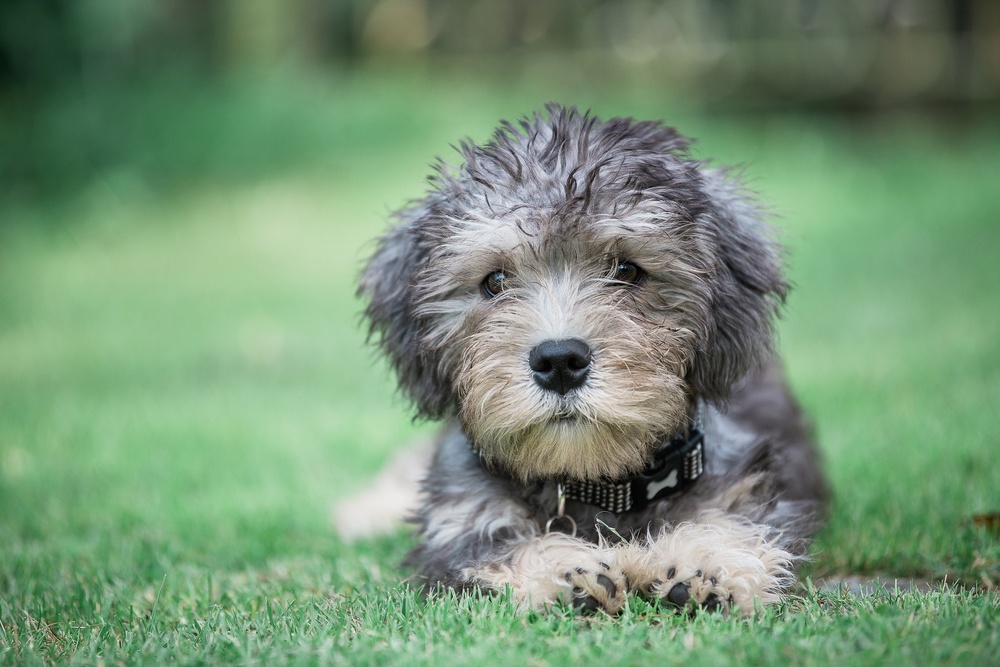 Dandie Dinmont Terrier Dandie Dinmont Terrier