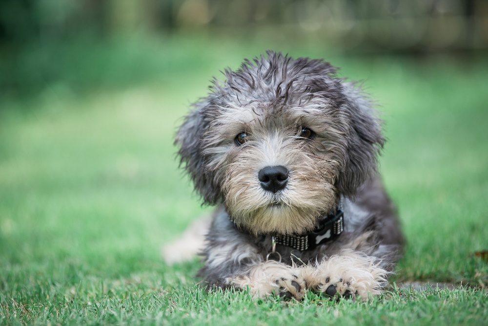 Dandie Dinmont Terrier