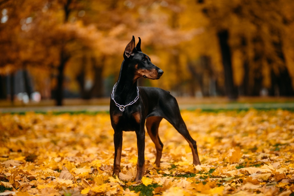 Aries: Dóberman Pinscher