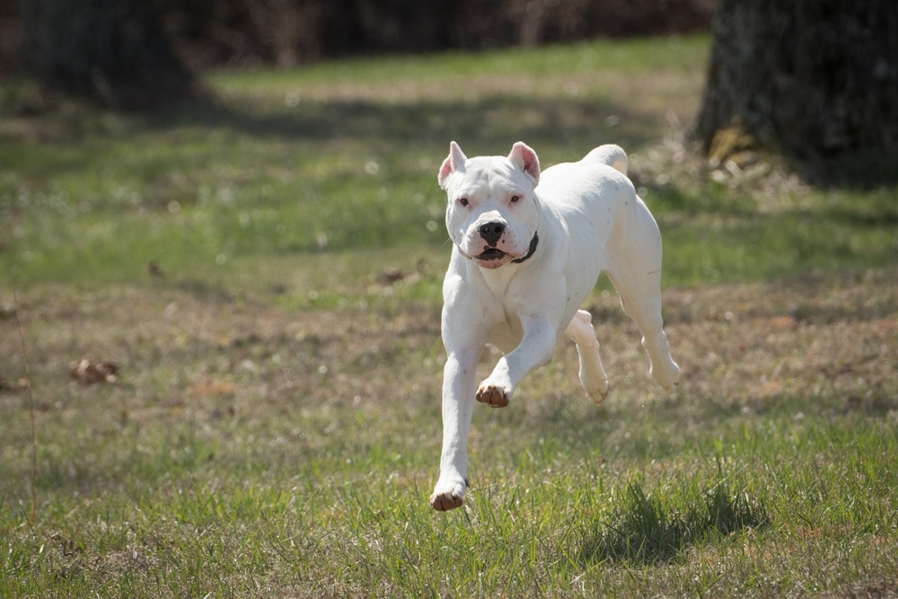 Dogo Argentino Dogo Argentino