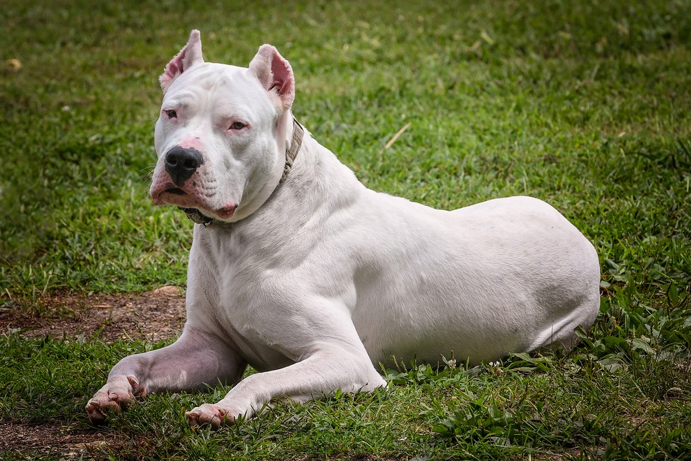 Dogo Argentino Dogo Argentino