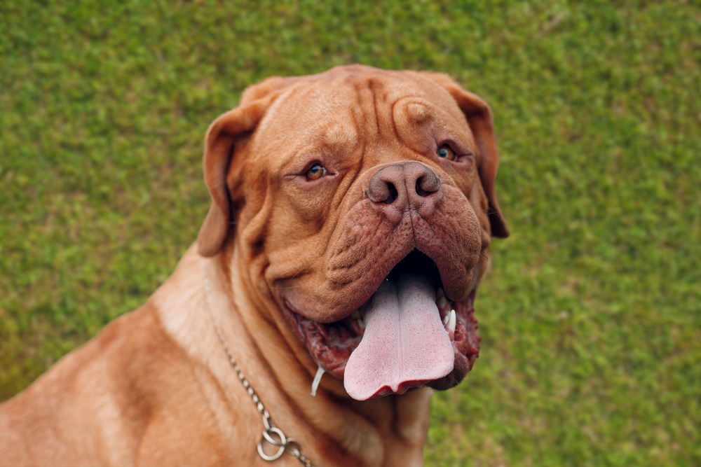 Dogo de Burdeos Dogo de Burdeos