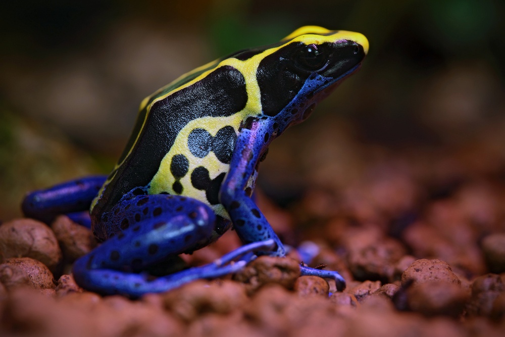 Rana venenosa de tinte Rana venenosa de tinte