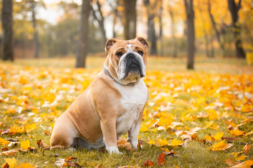 Bulldog Inglés Bulldog Inglés