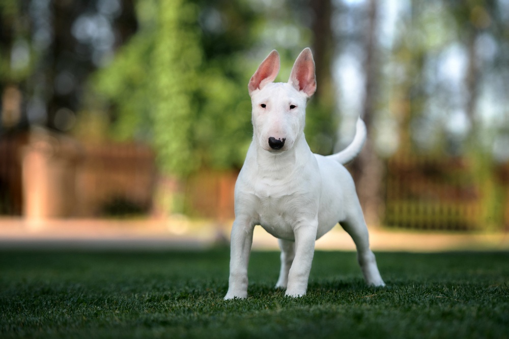 bull terrier inglés bull terrier inglés