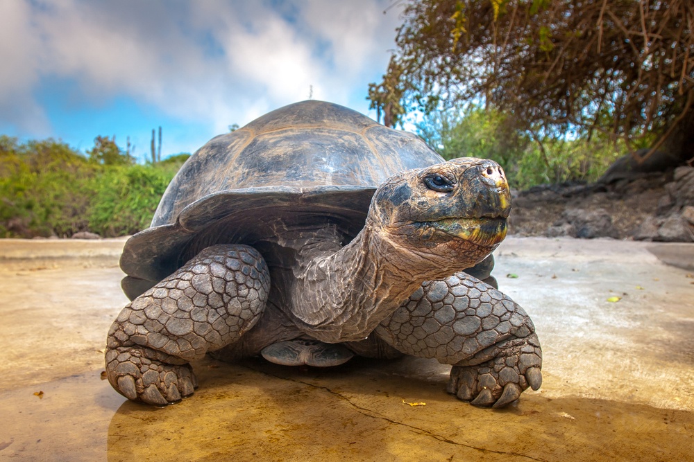 Tortuga gigante de Fernandina Tortuga gigante de Fernandina