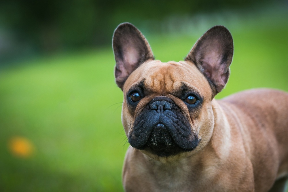 Bulldog Francés Bulldog Francés