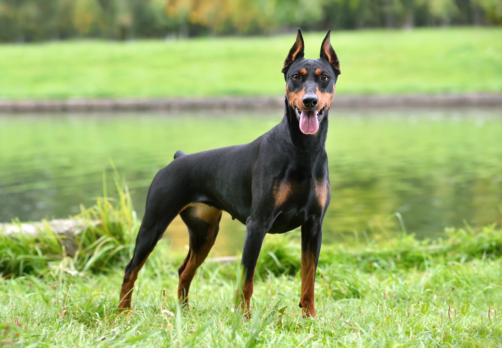 Pinscher alemán Pinscher alemán