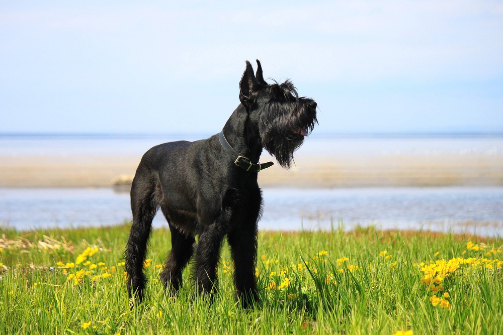 Capricornio: Schnauzer gigante Capricornio: Schnauzer gigante