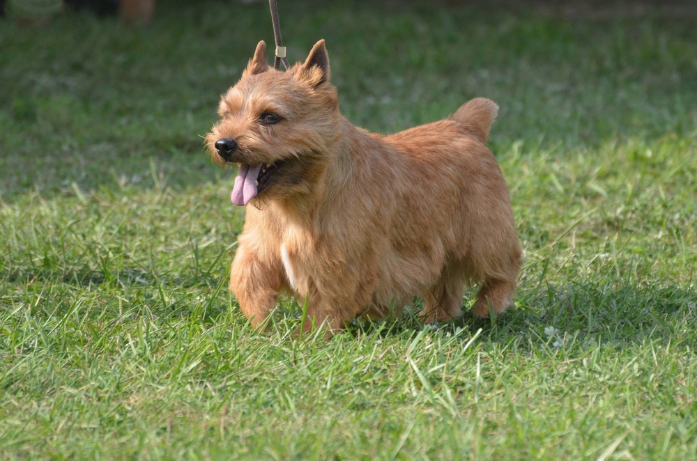 Glen de Imaal Terrier
