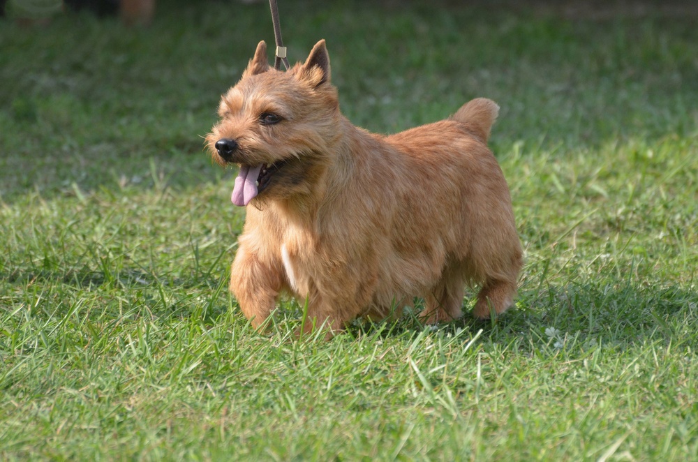 Glen de Imaal Terrier Glen de Imaal Terrier