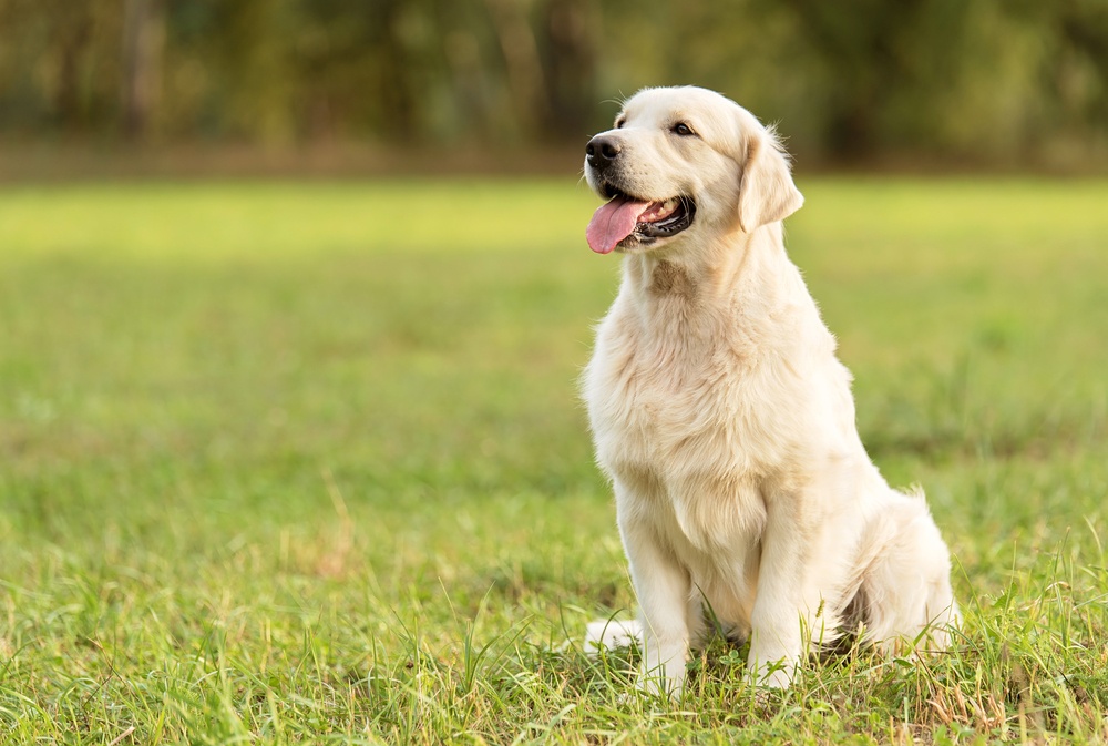 Golden Retriever Golden Retriever
