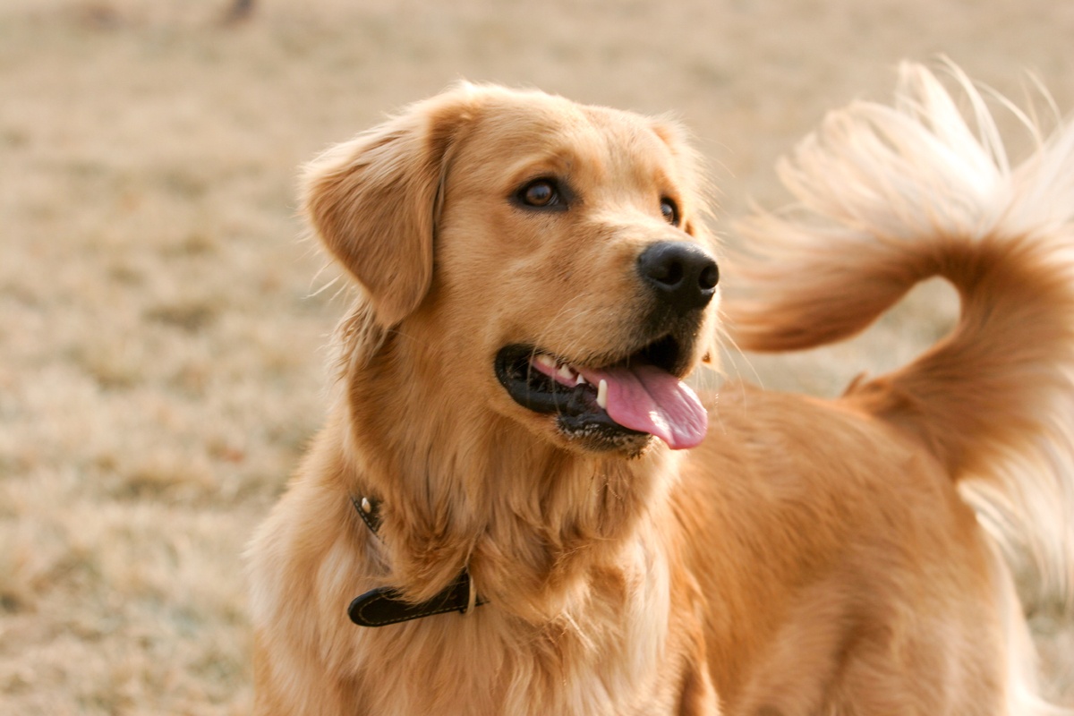 Acuario: Golden Retriever Acuario: Golden Retriever