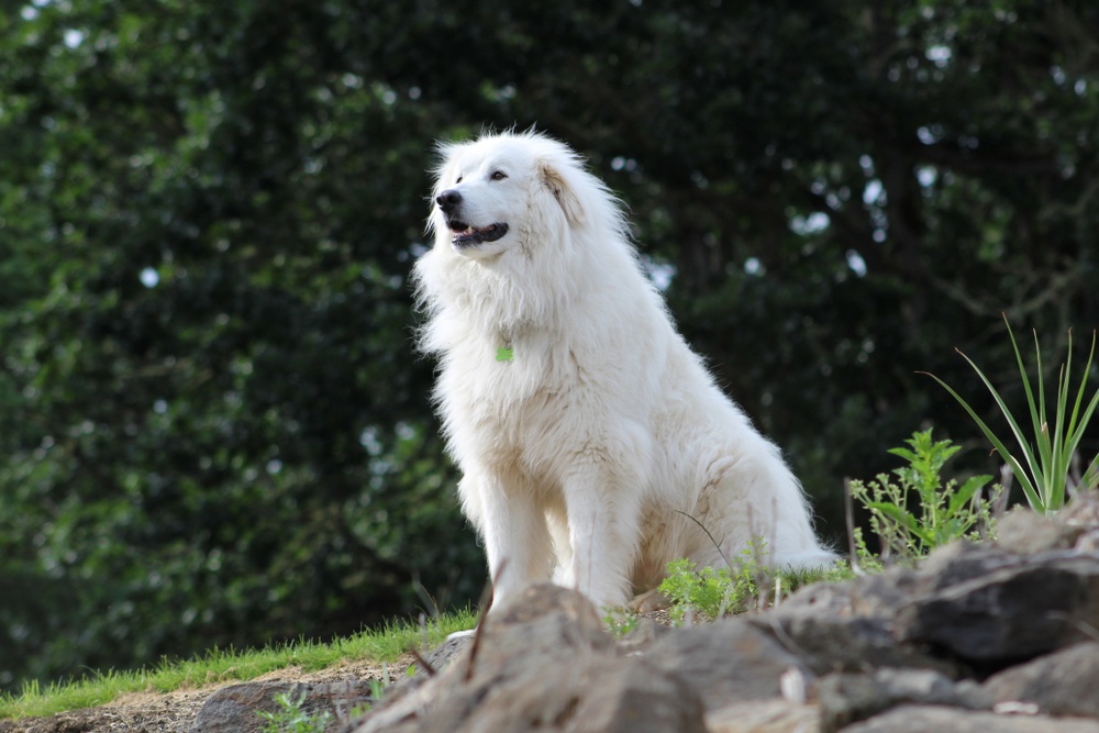 Escorpio: Perro de montaña de los Pirineos Escorpio: Perro de montaña de los Pirineos
