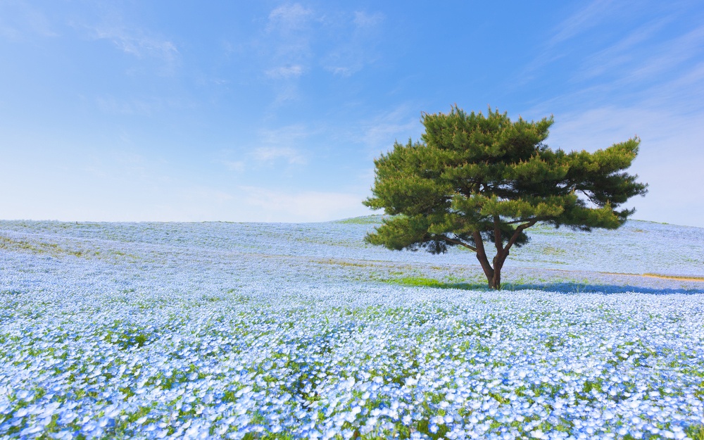 Parque costero Hitachi (Japón)