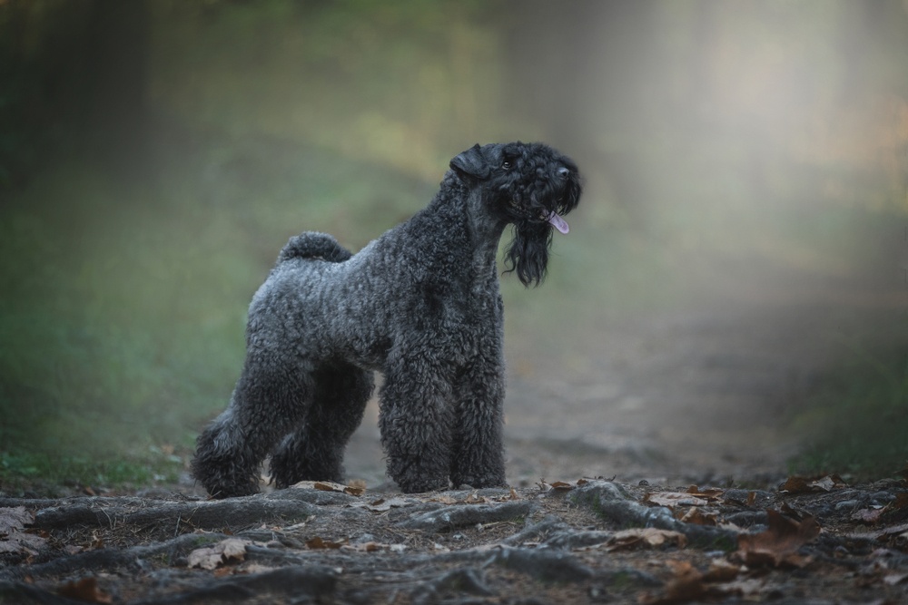 Kerry Blue Terrier