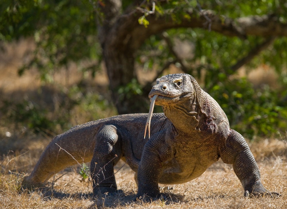 Dragón de Komodo Dragón de Komodo