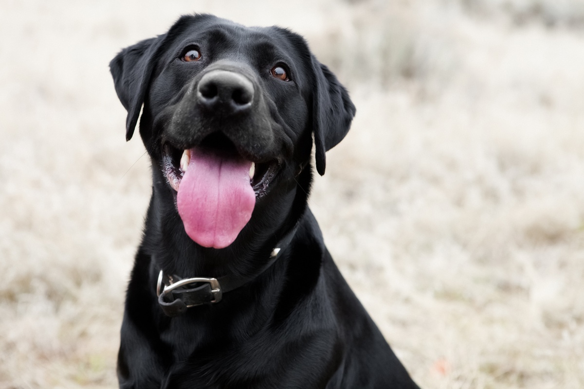Géminis: Labrador Retriever Géminis: Labrador Retriever