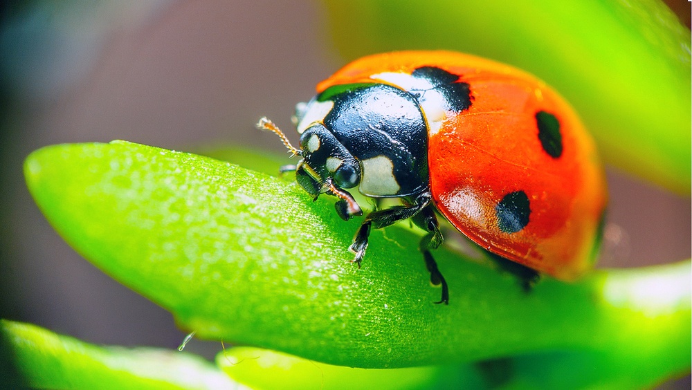Mariquita Mariquita
