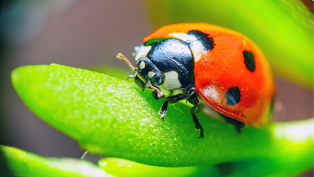 Mariquita