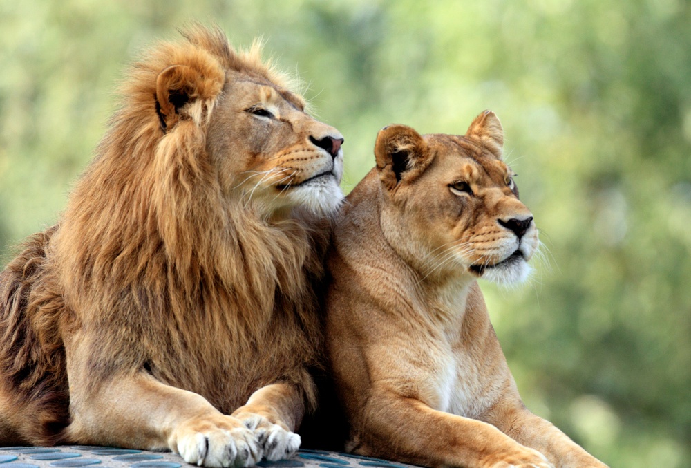 León León
