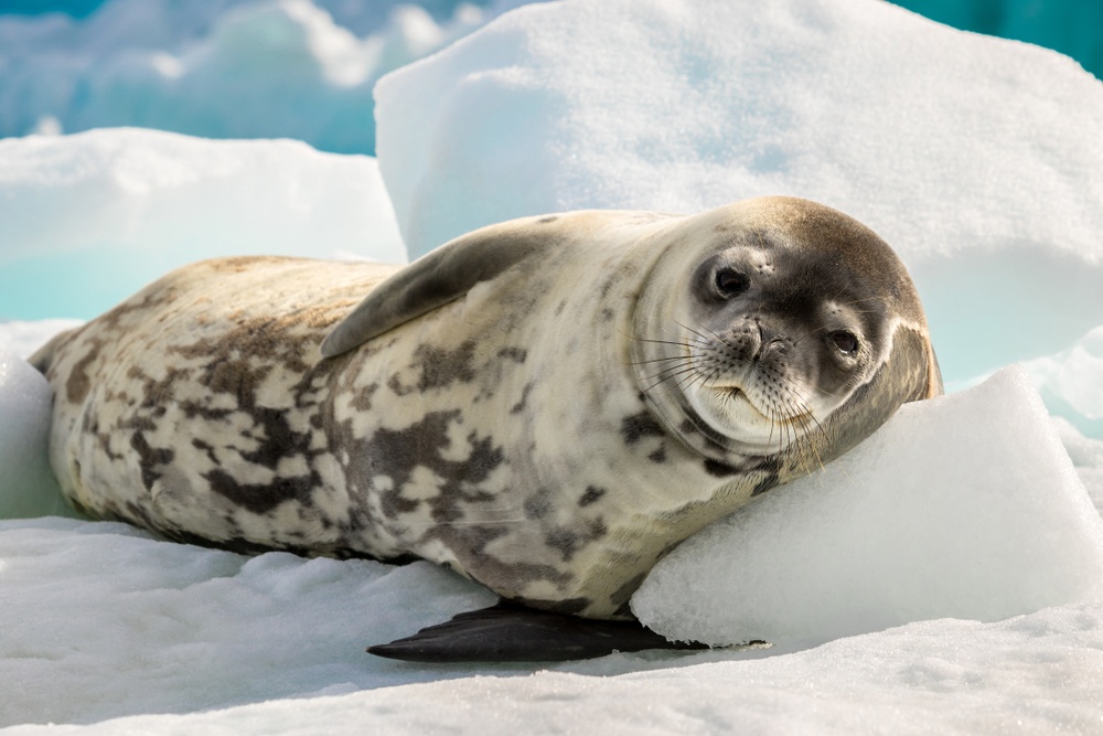 Foca leopardo