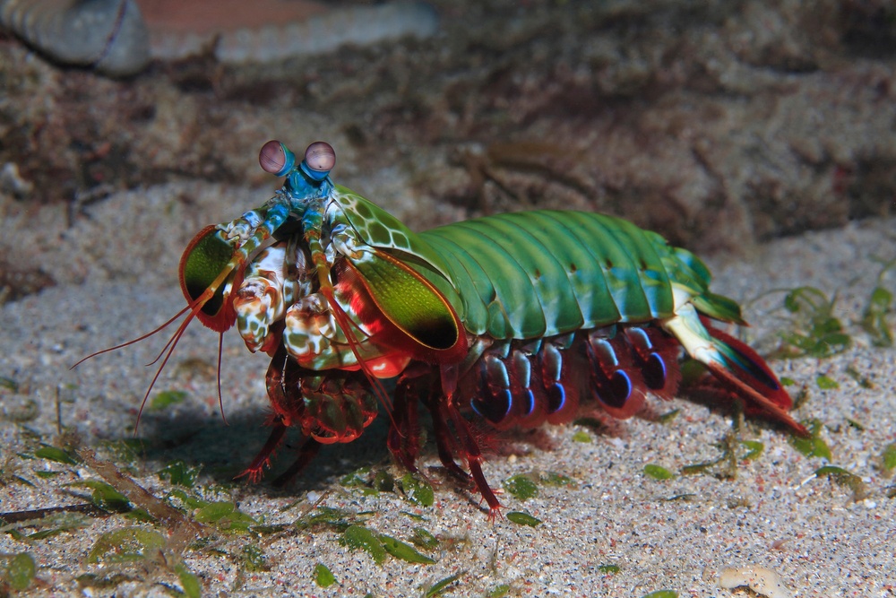 Camarón mantis