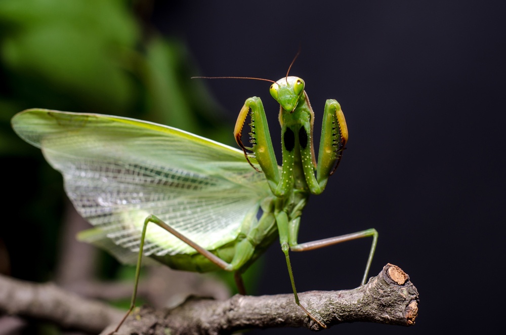 Mantis religiosa