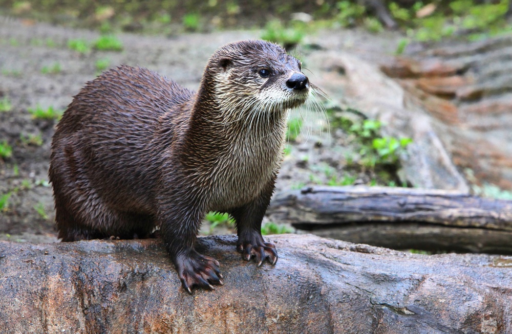 Nutria Nutria