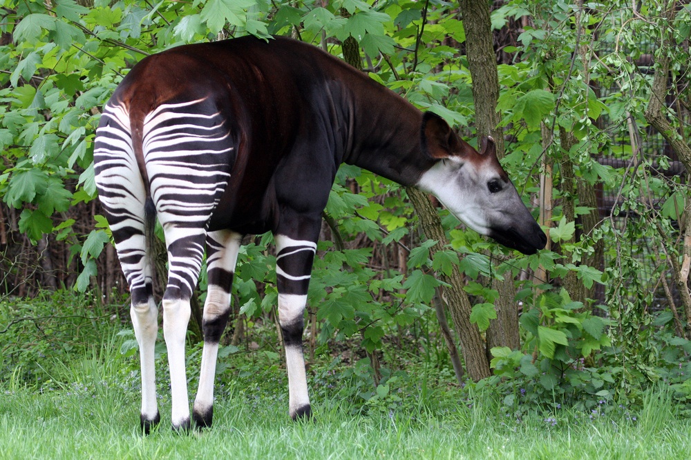 Okapi Okapi