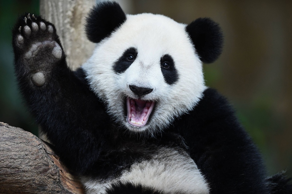 Oso panda Oso panda